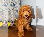 Small #45 Goldendoodle mix (+ Poodle Miniature)