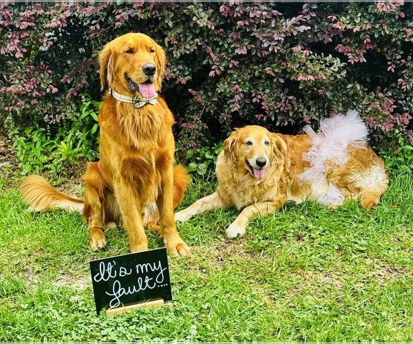Medium Photo #1 Golden Retriever Puppy For Sale in HAMPSTEAD, NC, USA