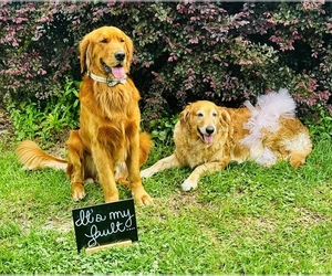 Father of the Golden Retriever puppies born on 05/26/2025