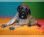 Small #1 Mastiff