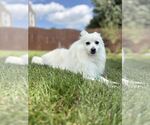 Small #2 American Eskimo Dog