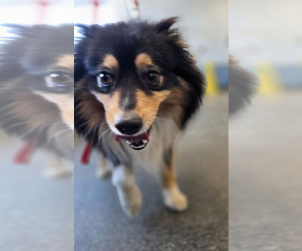 Medium Photo #2 Australian Shepherd-Unknown Mix Puppy For Sale in Aurora, IN, USA