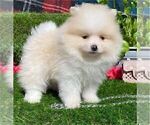 Small #10 Pomeranian