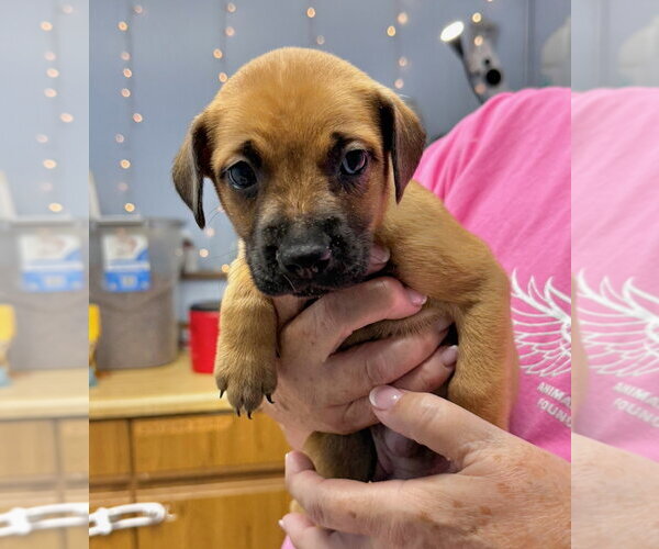 Medium Photo #2 Mutt Puppy For Sale in Gilberts, IL, USA
