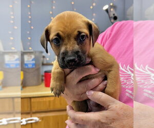 Vanna - Female Mutt Dog for Adoption - Photo #2