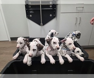 Dalmatian Puppy for Sale in GREENVILLE, South Carolina USA