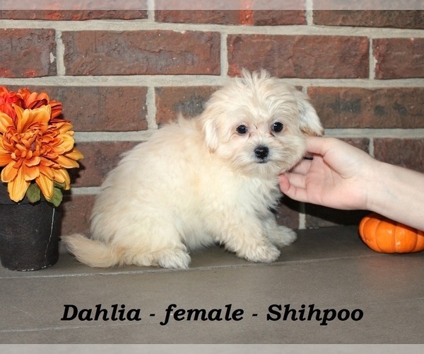 Medium Photo #1 ShihPoo Puppy For Sale in CLARKRANGE, TN, USA