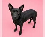 Small #1 German Shepherd Dog Mix