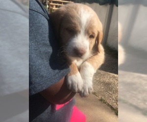 Labradoodle Puppy for sale in MINERAL WELLS, TX, USA