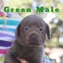 Puppy 3 Labrador Retriever