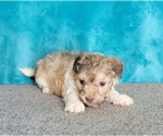 Small Photo #12 Havanese Puppy For Sale in SHAWNEE, OK, USA