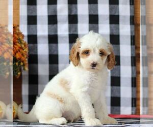 Goldendoodle (Miniature) Puppy for Sale in LITITZ, Pennsylvania USA