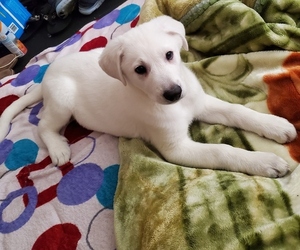 German Shepherd Dog-Great Pyrenees Mix Puppy for sale in PACIFIC, WA, USA