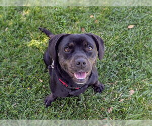 Frengle Dogs for adoption in San Clemente, CA, USA