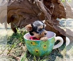 Image preview for Ad Listing. Nickname: Skeeter