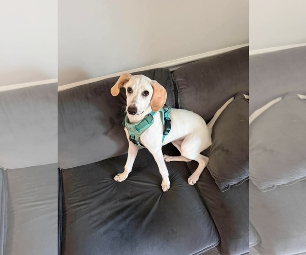 Medium Photo #3 Beagle-Unknown Mix Puppy For Sale in Holly Springs, NC, USA