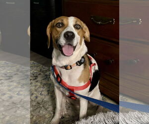 Beagle Dogs for adoption in Tampa, FL, USA