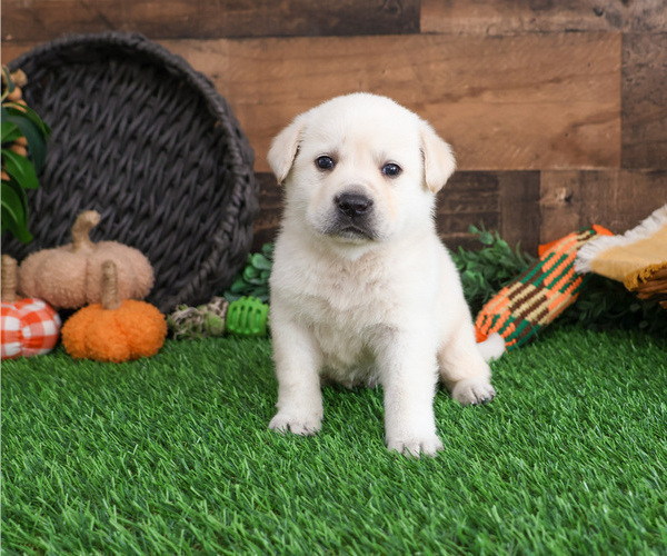 Medium Photo #4 Labrador Retriever Puppy For Sale in SYRACUSE, IN, USA