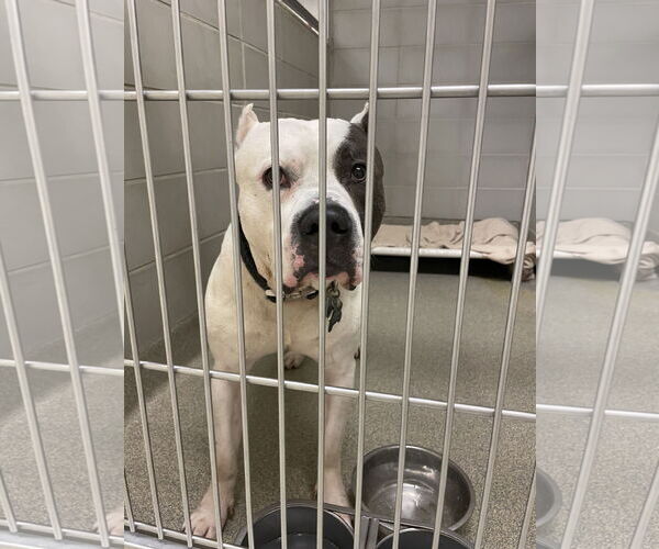 Medium Photo #9 American Pit Bull Terrier-Unknown Mix Puppy For Sale in Virginia Beach, VA, USA