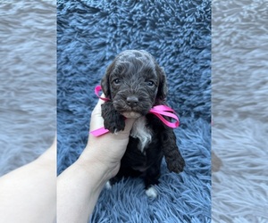 Cavapoo (Toy) Puppy for sale in JEFFERSONVILLE, IN, USA