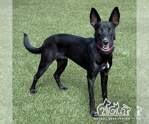Whippet Dogs for adoption in Irvine, CA, USA