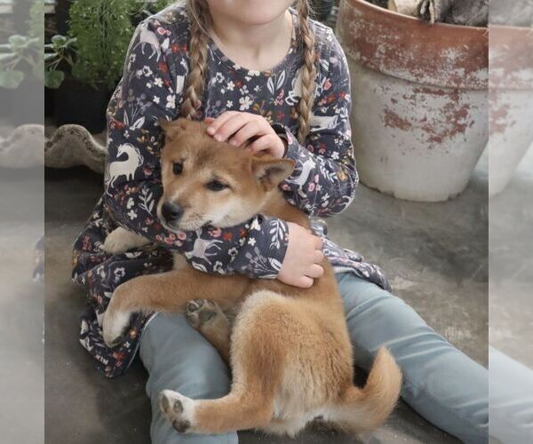 Medium Photo #3 Shiba Inu Puppy For Sale in CHARLES CITY, IA, USA
