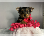 Puppy Puppy 3  Faith Yorkshire Terrier