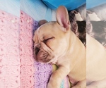 Small Photo #12 French Bulldog Puppy For Sale in PIONEER, CA, USA