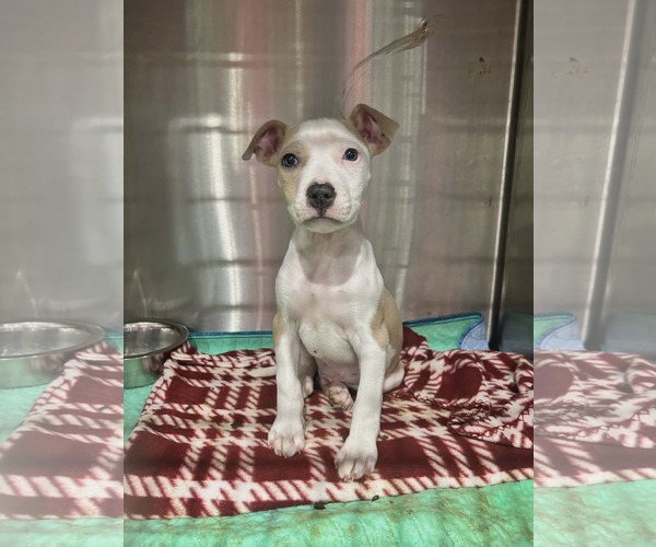 Medium Photo #5 Mutt Puppy For Sale in Woodbury, NY, USA