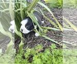 Small #2 Boston Terrier