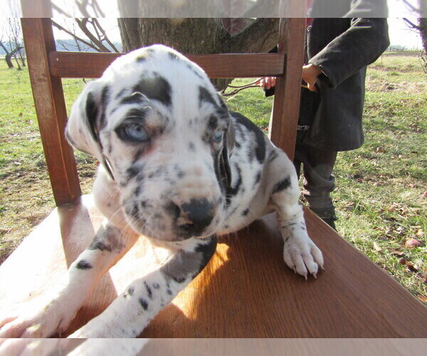 Medium Photo #2 Great Dane Puppy For Sale in DAYTON, OH, USA