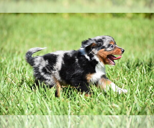 Medium Photo #2 Miniature Australian Shepherd Puppy For Sale in PALM COAST, FL, USA