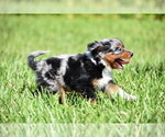 Small #1 Miniature Australian Shepherd