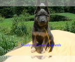 Small #1 German Shepherd Dog