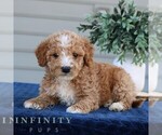 Small #2 Goldendoodle (Miniature)