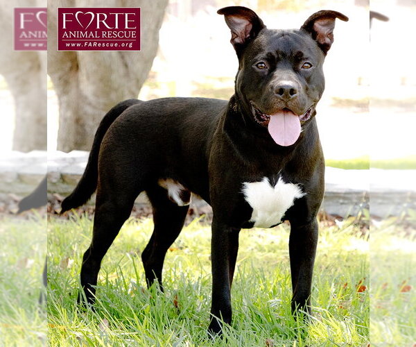Medium Photo #4 American Staffordshire Terrier-Unknown Mix Puppy For Sale in Marina del Rey, CA, USA