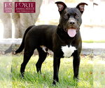 Small #3 American Staffordshire Terrier Mix