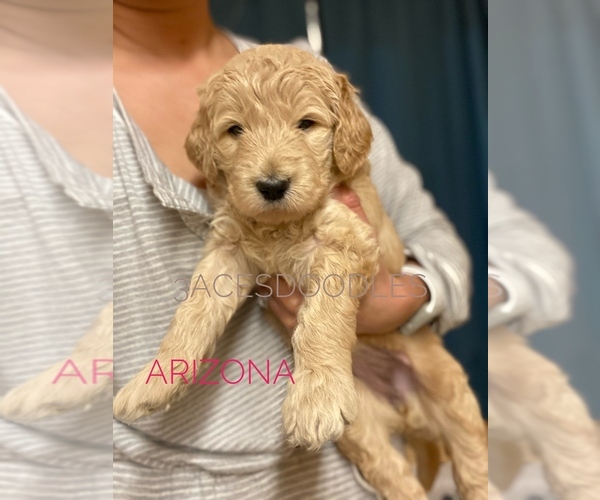 Medium Photo #3 Goldendoodle Puppy For Sale in LANCASTER, TX, USA