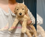 Small Photo #3 Goldendoodle Puppy For Sale in LANCASTER, TX, USA