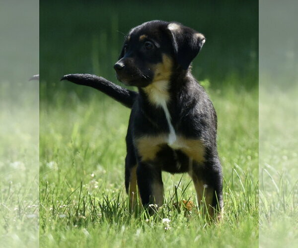 Medium Photo #7 Shepweiller Puppy For Sale in Mechanicsburg, PA, USA