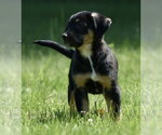 Small #6 Shepweiller