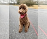 Small Photo #1 Goldendoodle Puppy For Sale in CONYERS, GA, USA