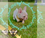 Small Photo #22 French Bulldog Puppy For Sale in ATHENS, GA, USA