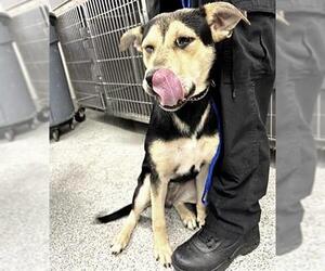Labrador Retriever-Unknown Mix Dogs for adoption in Houston, TX, USA