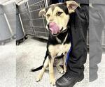 Small Labrador Retriever Mix