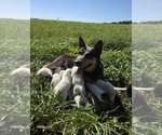Small #1 Australian Cattle Dog