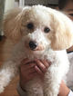 Small Photo #1 Poodle (Miniature) Puppy For Sale in FAIRHOPE, AL, USA