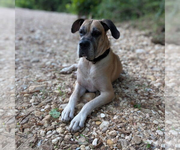 Medium Photo #1 Daniff Puppy For Sale in Vail, AZ, USA