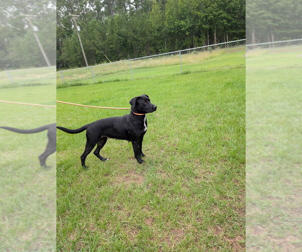 Medium Photo #2 Labrador Retriever-Unknown Mix Puppy For Sale in Canton, CT, USA