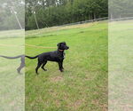 Small #1 Labrador Retriever Mix